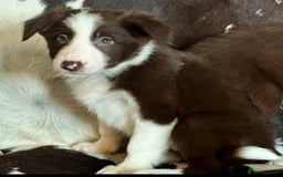 Border Collie dogs for sale: Stunning Merle Border Collie puppies.  - Image 21