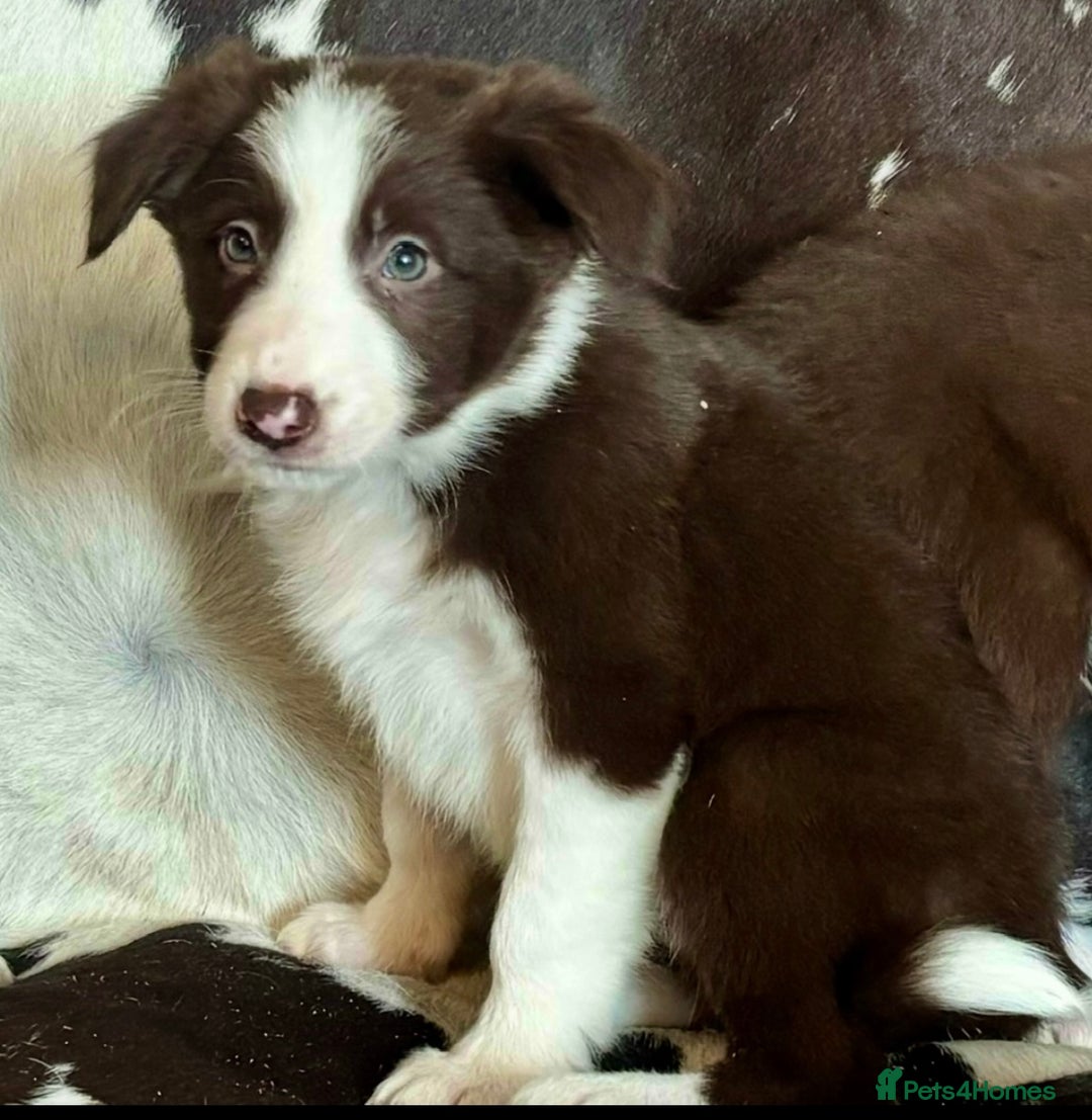 Border Collie dogs for sale: Stunning Merle Border Collie puppies.  - Image 21
