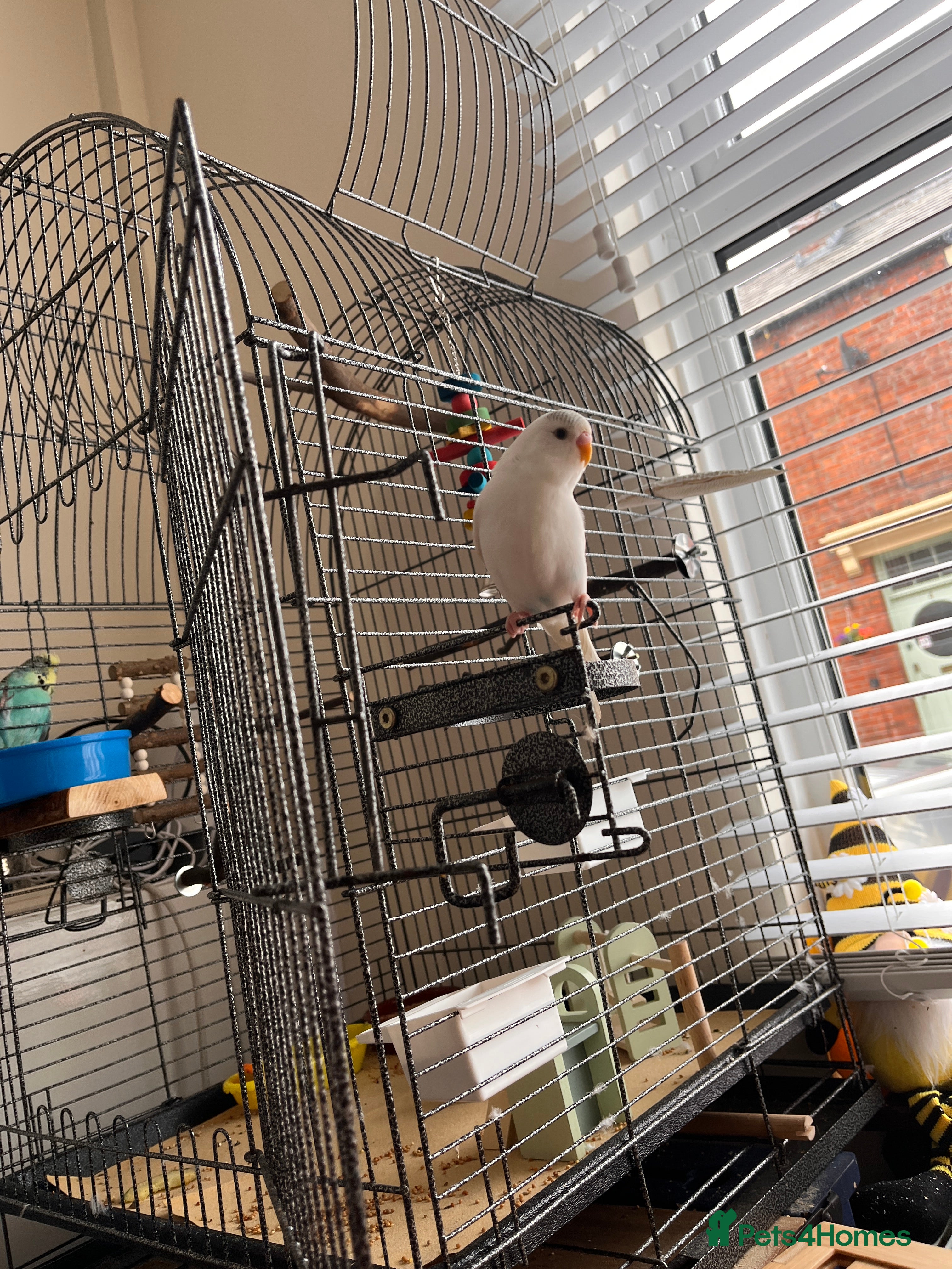 Budgerigars birds Pair of Budgies  - Advert 8