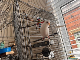 Budgerigars birds Pair of Budgies - Advert 2