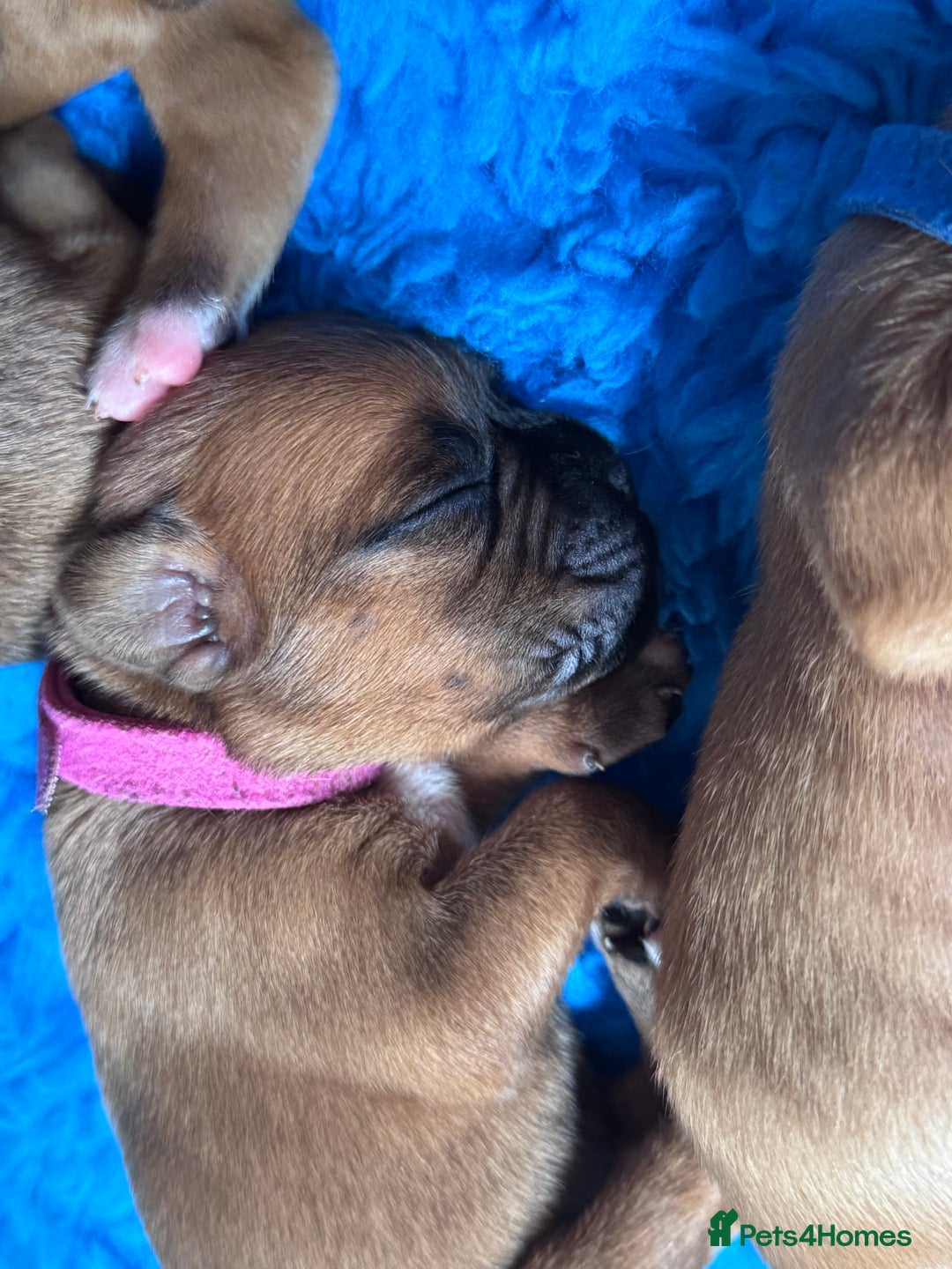 Boxer dogs for sale: 10 Boxer X Puppies - Ready 13th October - Image 25