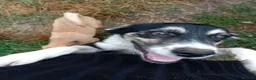 Mixed Breed dogs for adoption: Lou - north Walsham Norfolk  - Advert 3