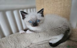 Ragdoll cats for sale: Ragdoll X babies. - Image 4