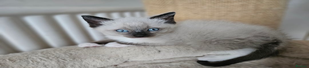 Ragdoll Kitten 1