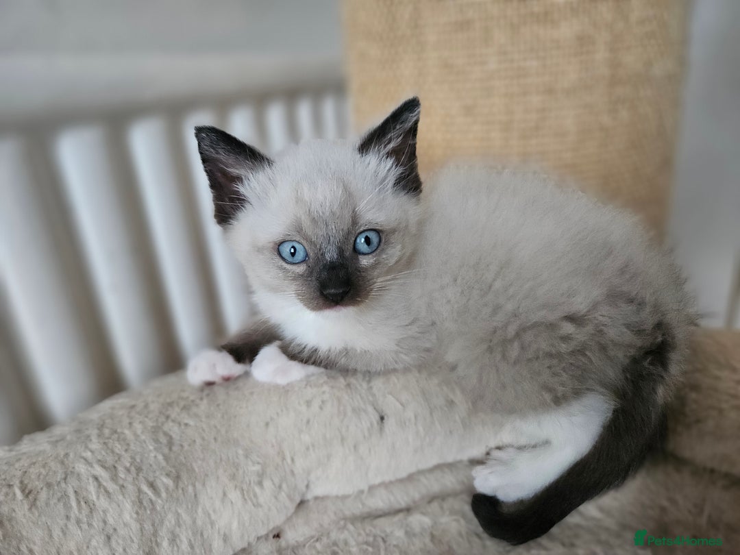 Ragdoll cats for sale: Ragdoll X babies. - Image 4