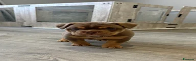 Olde English Bulldogge Puppy 8