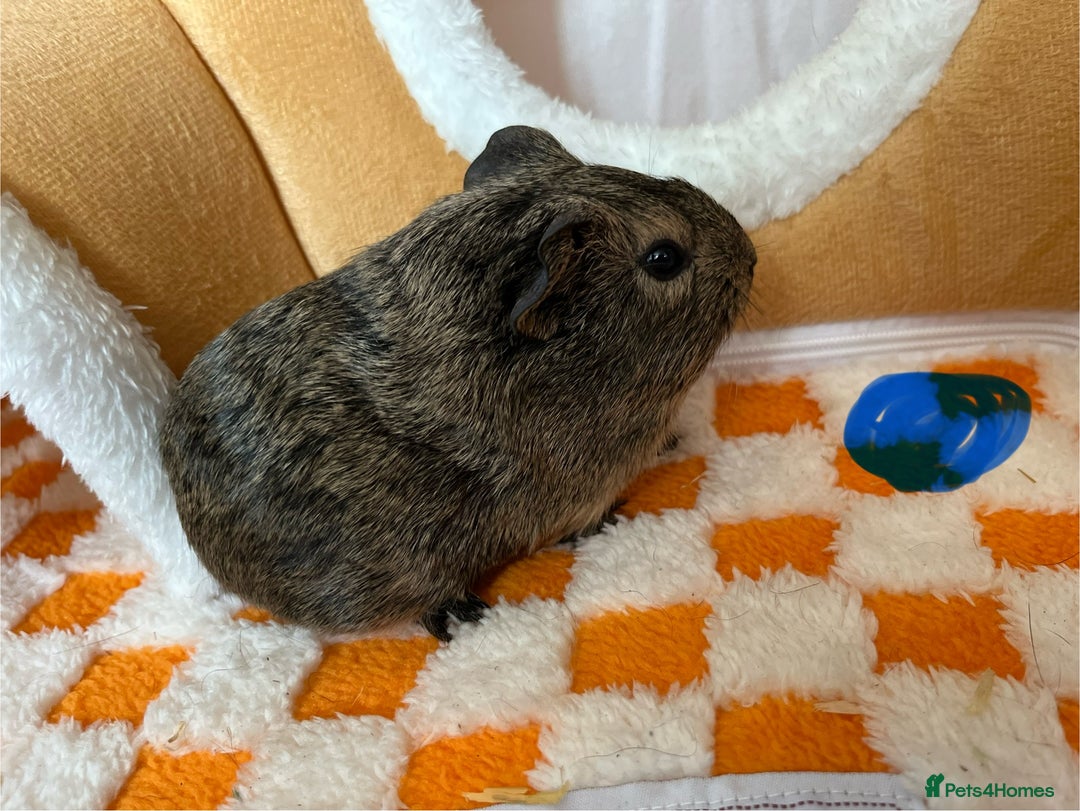 Guinea Pig rodents for sale: Female & Male Baby Guinea Pigs - Advert 9