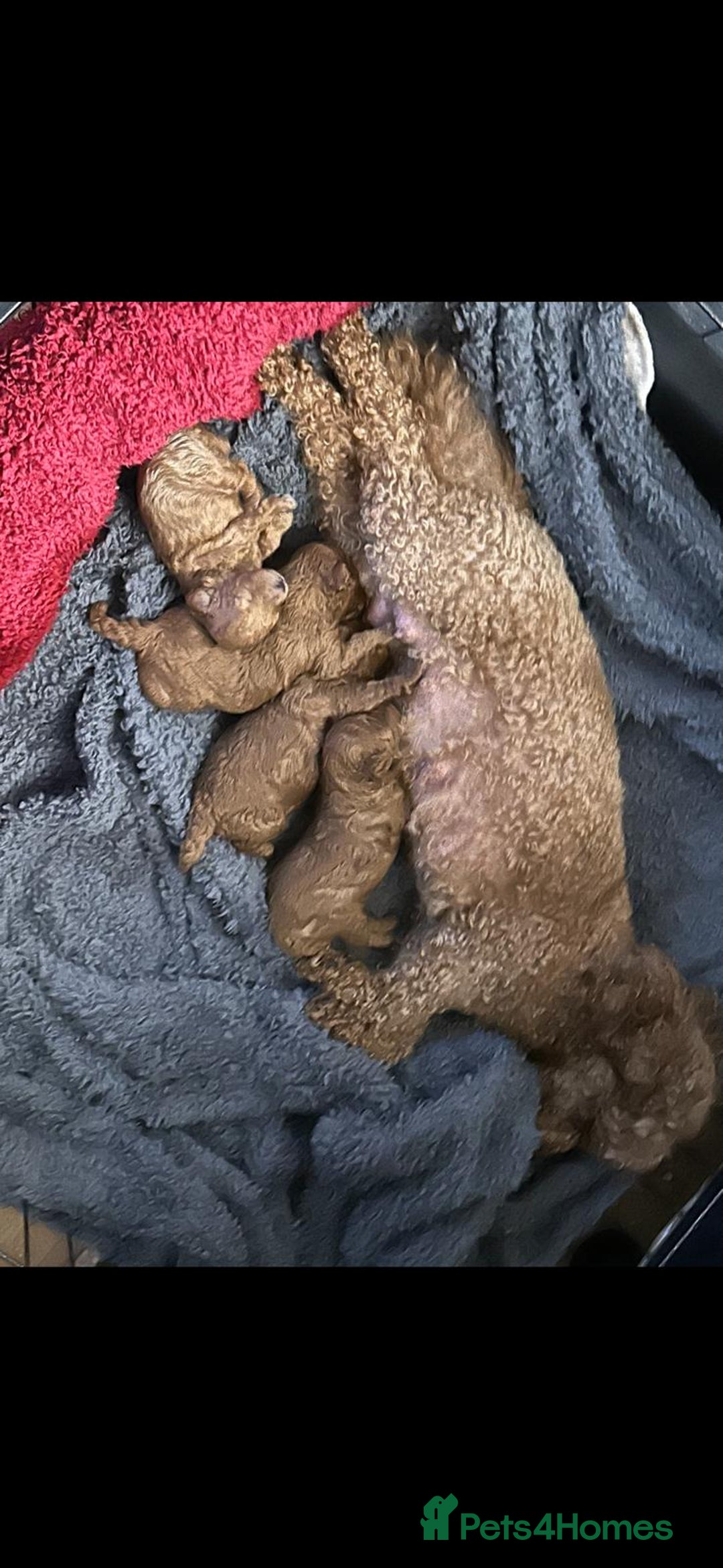 Toy Poodle dogs for sale: Toy poodles, both parents kc reg, 5 generations  - Advert 7