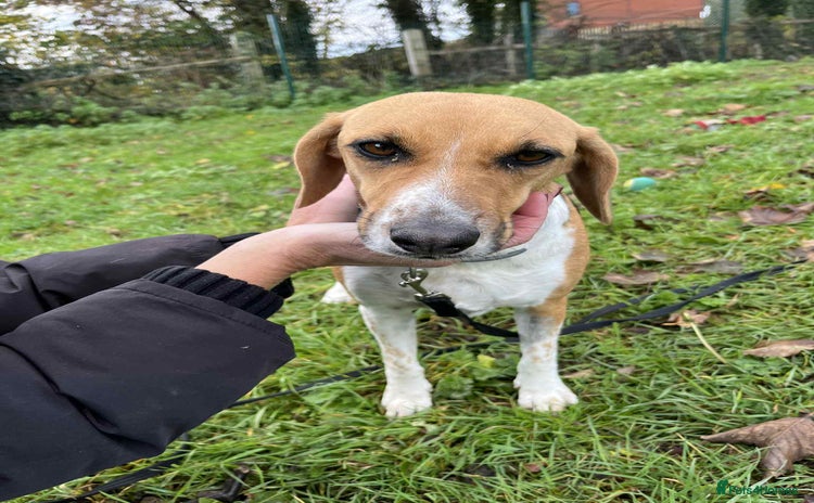 Mixed Breed dogs - Advert 11