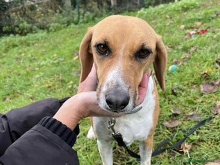 Mixed Breed dogs Lucy – Beagle cross – 2 years - the Gentle Mama - Advert 2