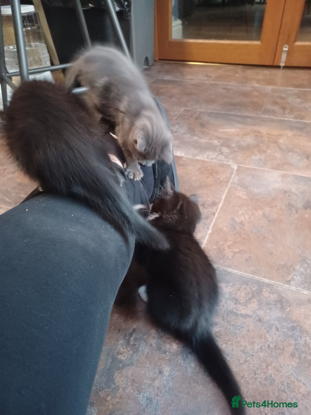 Mixed Breed cats for sale: Adorable cuddly kittens - Advert 10