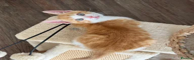 Kitten 4