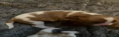 Cavalier King Charles Spaniel 2