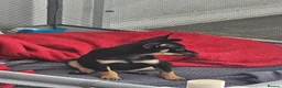 Russian Toy Terrier dogs for sale: Rare black russian toy. - Advert 7