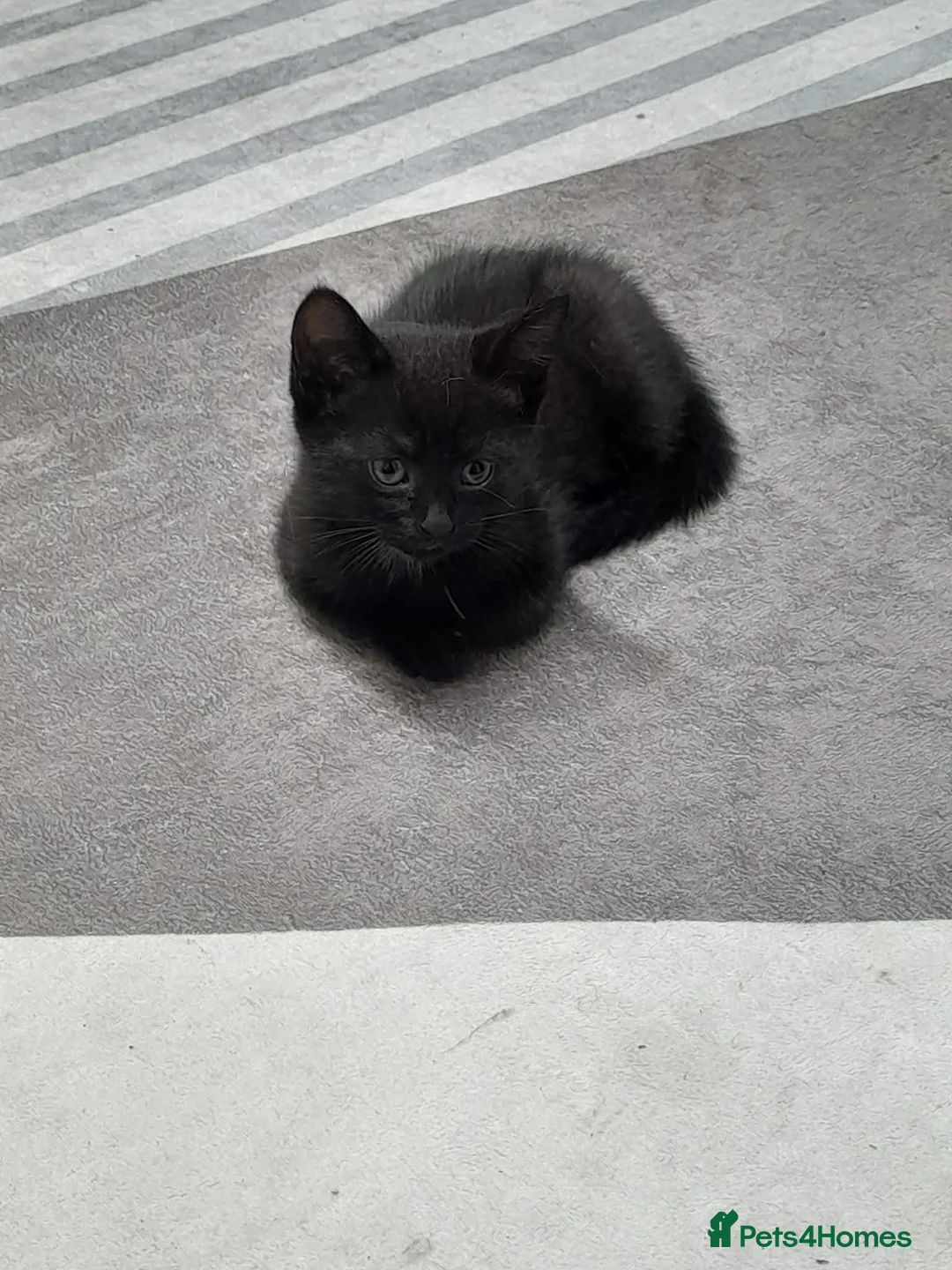 British Shorthair cats for sale: 2 Kittens  - Advert 2