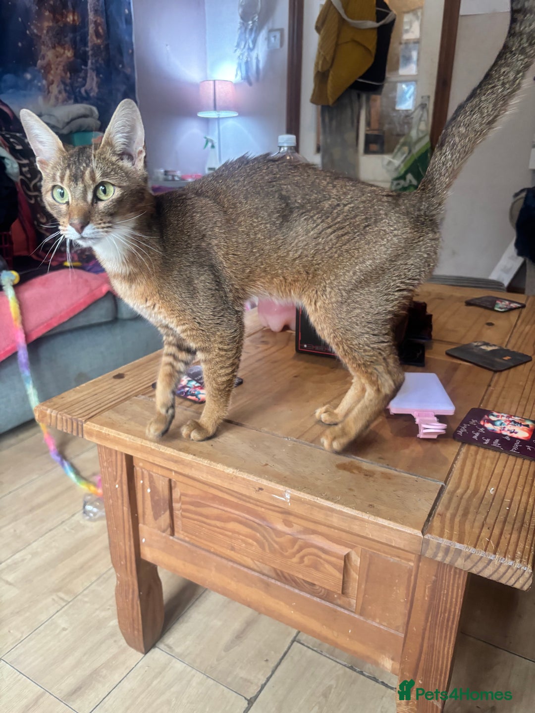 Chausie cats for sale: Lovely sweet female Chausie available  - Image 2