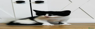 Oreo