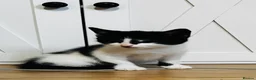 Mixed Breed cats for sale: Playful and lovely kittens  - Advert 10
