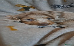 Miniature Dachshund dogs for sale: Stunning Miniature dachshund puppies  - Advert 1