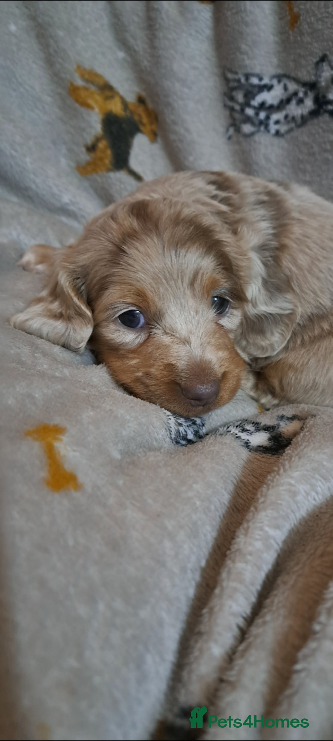 Miniature Dachshund dogs for sale: Stunning Miniature dachshund puppies  - Advert 1