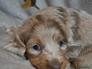 Miniature Dachshund dogs for sale: Stunning Miniature dachshund puppies - Advert 1