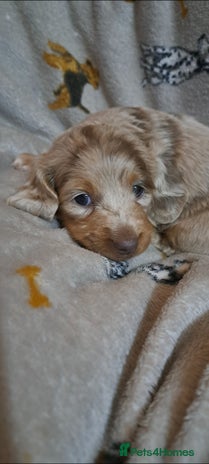 Miniature Dachshund dogs Stunning Miniature dachshund puppies - Advert 4