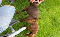 Patterdale Terrier dogs for sale: Parrerdale - Image 7