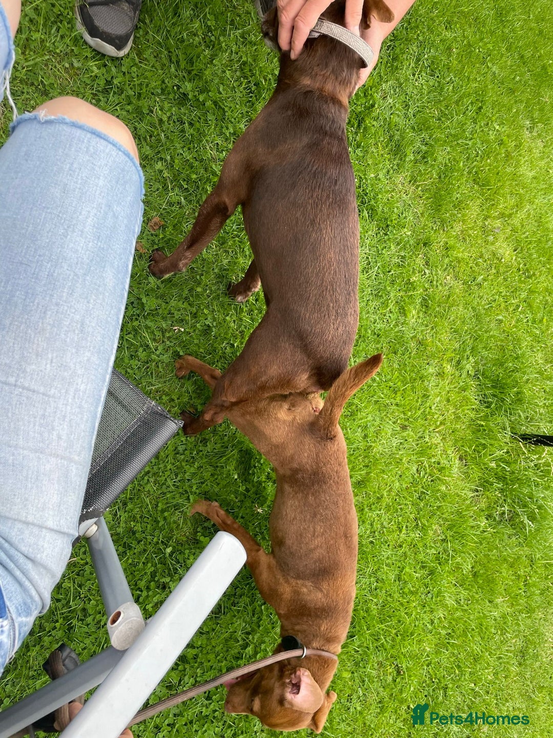 Patterdale Terrier dogs for sale: Parrerdale - Image 7