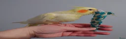 Cockatiels birds for sale: Hand reread silly tame DNA sexed baby cockatiels  - Advert 27