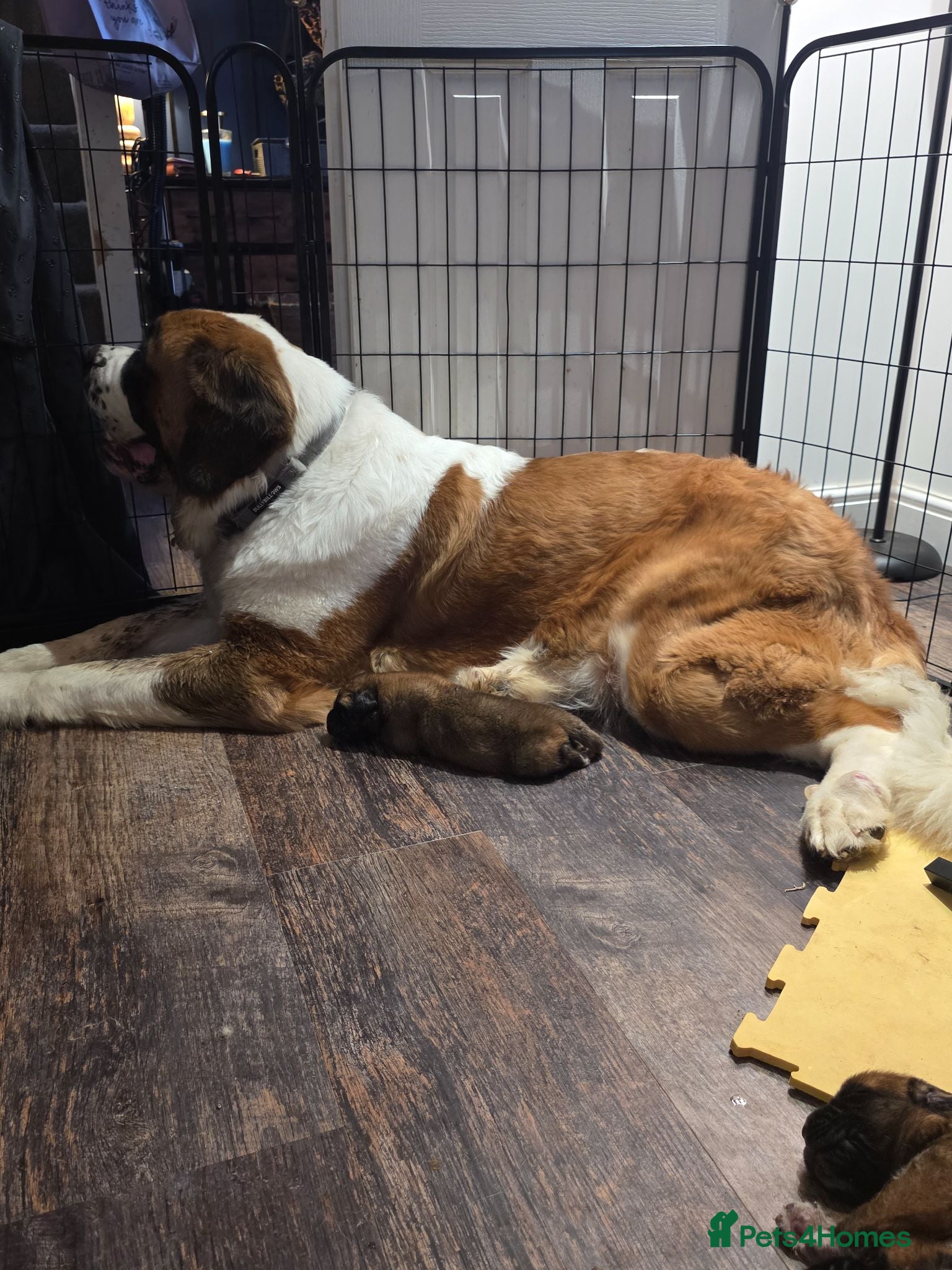 Saint Bernard dogs Saint de bordeaux puppies  - Advert 1