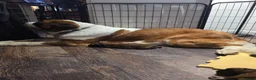 Saint Bernard dogs for sale: Saint de bordeaux puppies  - Advert 1