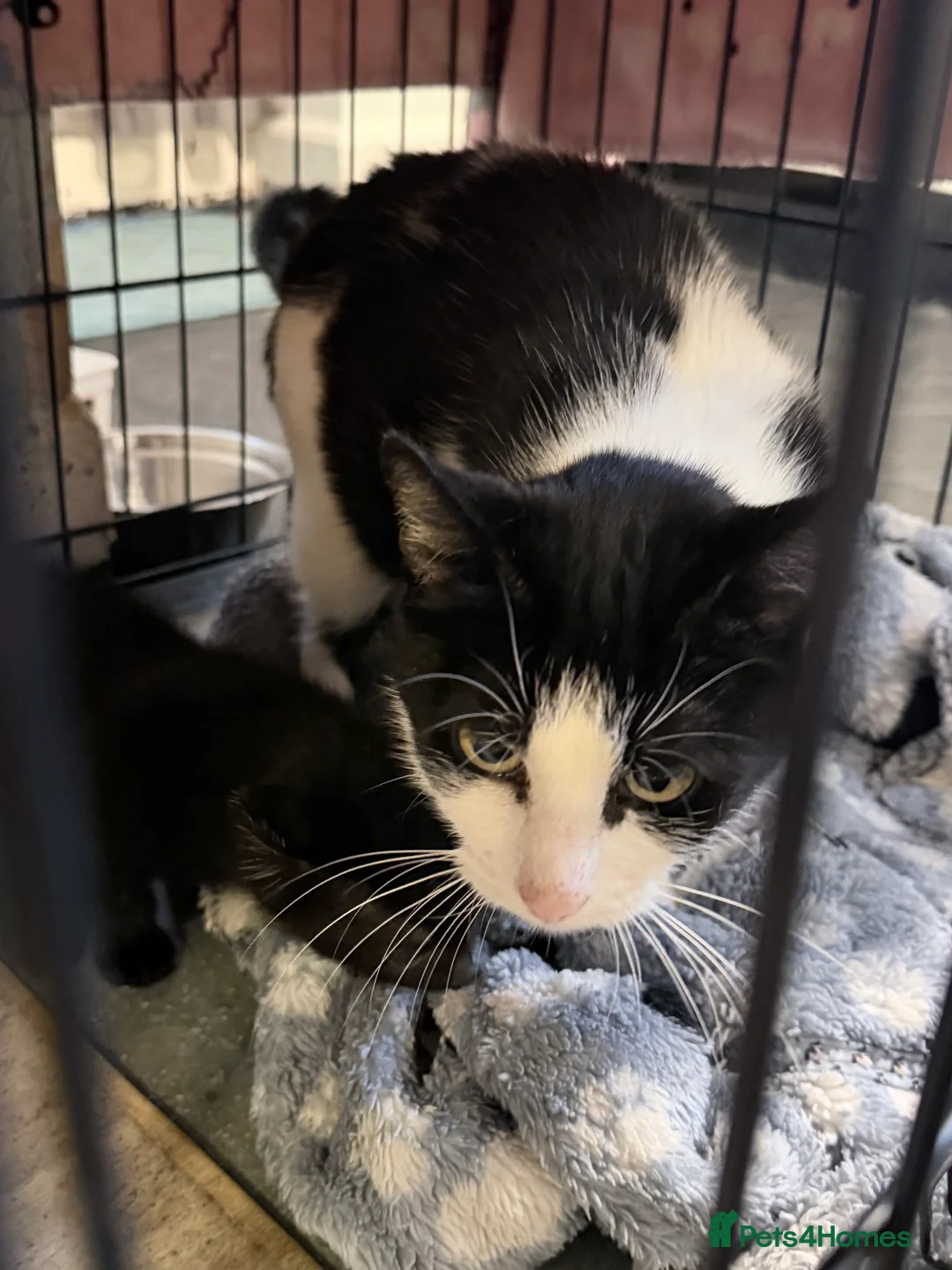 American Shorthair cats for sale: Two beautiful female kittens  in Willenhall - Advert 1