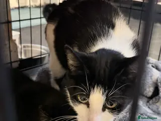 American Shorthair cats Two beautiful female kittens in Willenhall - Advert 2