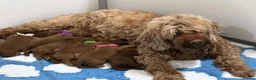 Australian Labradoodle dogs for sale: Superior Australian Labradoodle Puppies - Advert 8