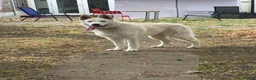 German Shepherd dogs for sale: White German Shepherd  in Woodford Green - Advert 1