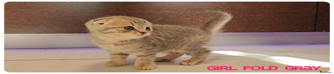 Scottish Fold Girl Gray