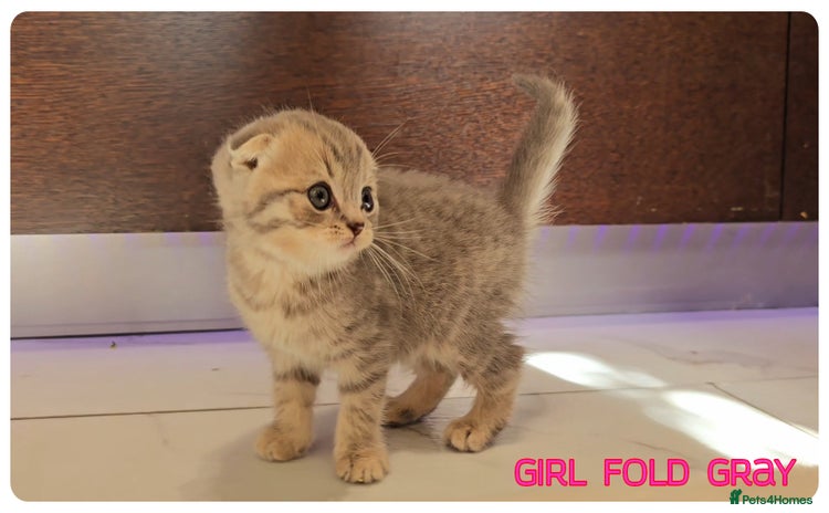 Scottish Fold cats - Advert 1