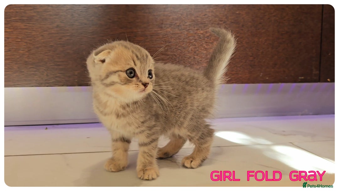 Scottish Fold cats for sale: Scottish Fold Kittens (Delivery available) - Image 1