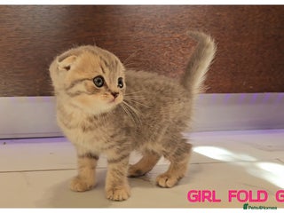 Scottish Fold cats - Advert 8