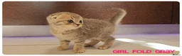 Scottish Fold cats for sale: Scottish Fold Kittens - Advert 9
