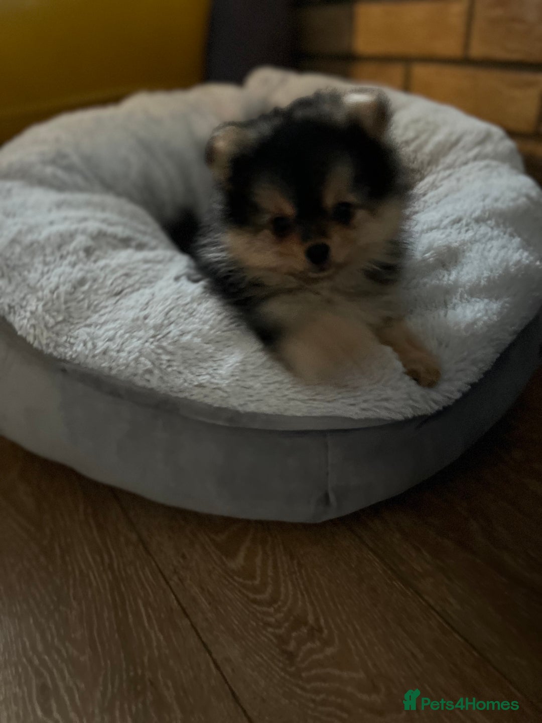 Pomeranian dogs for sale: Gorgeous miniature Pomeranian pups - Advert 10