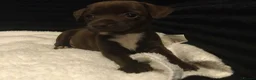 Mixed Breed dogs for sale: super tiny pups  - Advert 5