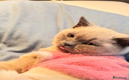 British Shorthair cats for sale: 🐾 Beautiful British Shorthair for Sale Urgent 🐾 - Image 1