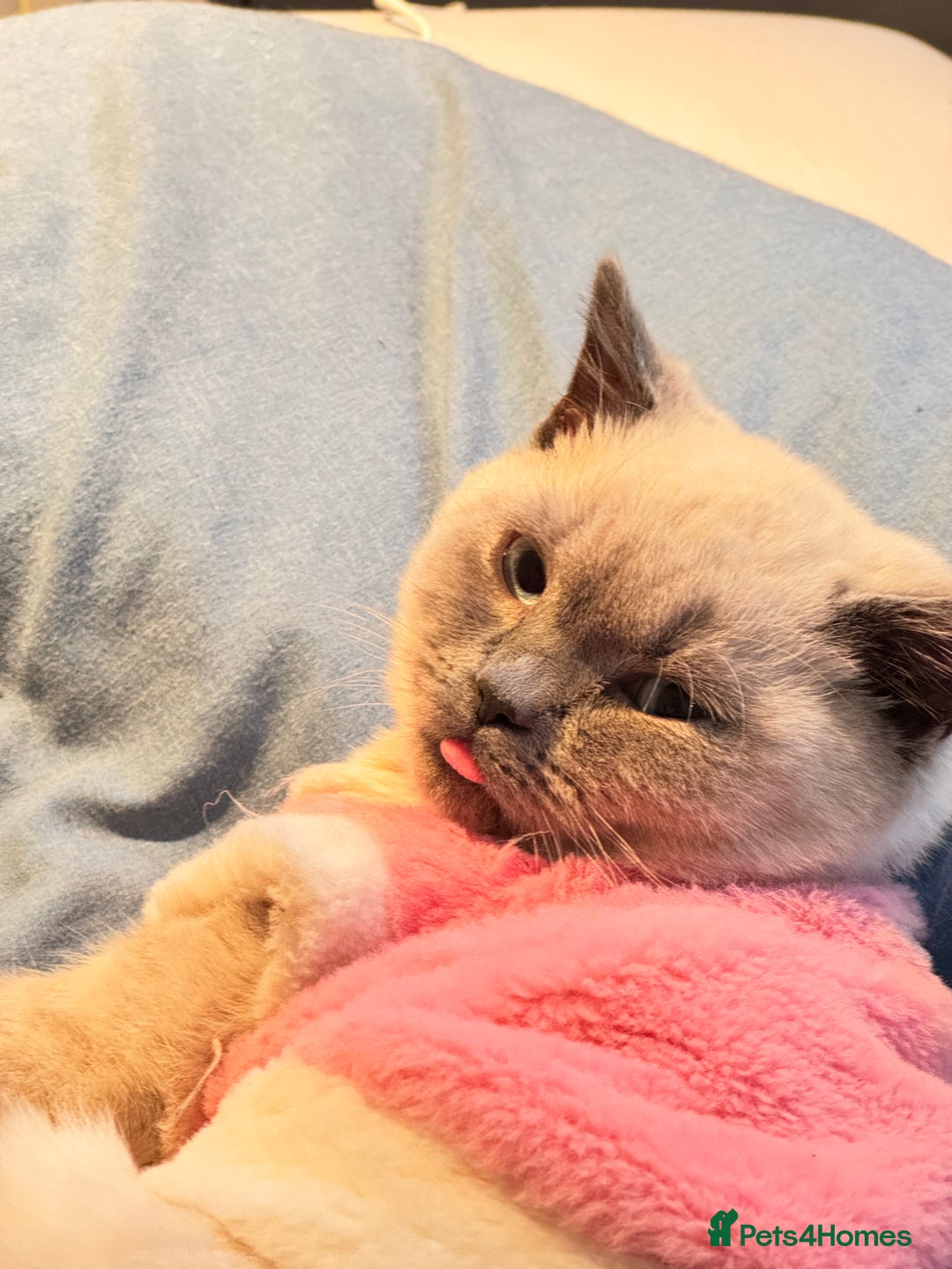 British Shorthair cats for sale: 🐾 Beautiful British Shorthair for Sale Urgent 🐾 - Image 1