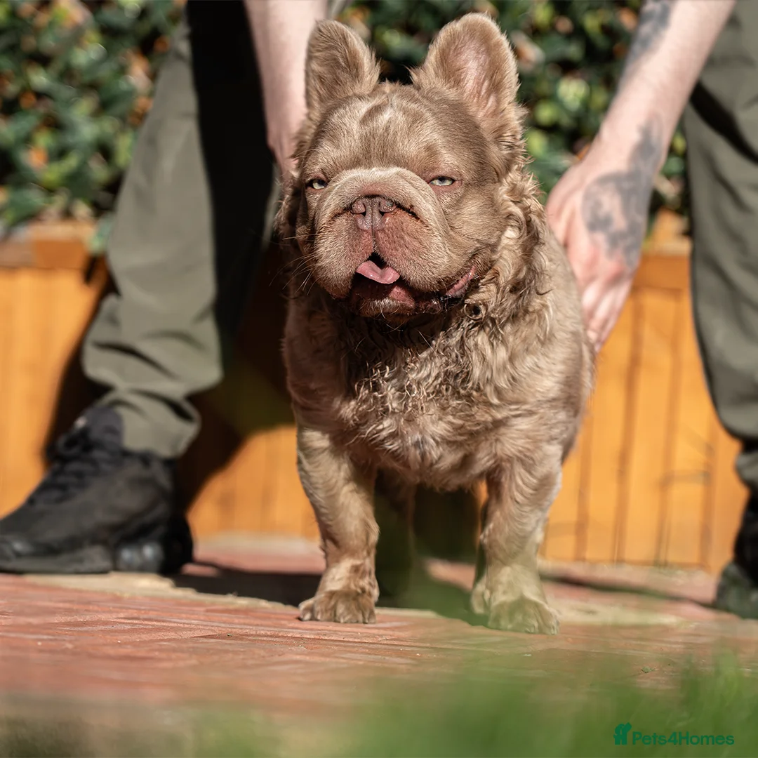 French Bulldog dogs for stud: NEWSHADE FULL FLUFFY STUD  - Advert 2