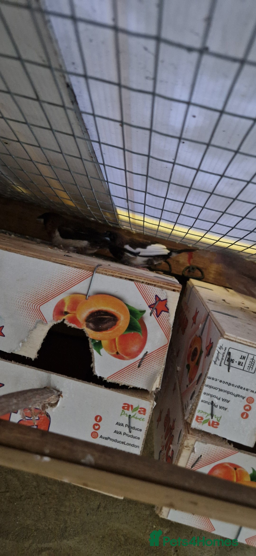 Finches birds for sale: Benghal and Helans finches for sale in E12 - Advert 12