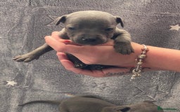 Staffordshire Bull Terrier dogs for sale: Pure breed blue Staffordshire bull terrier - Image 4