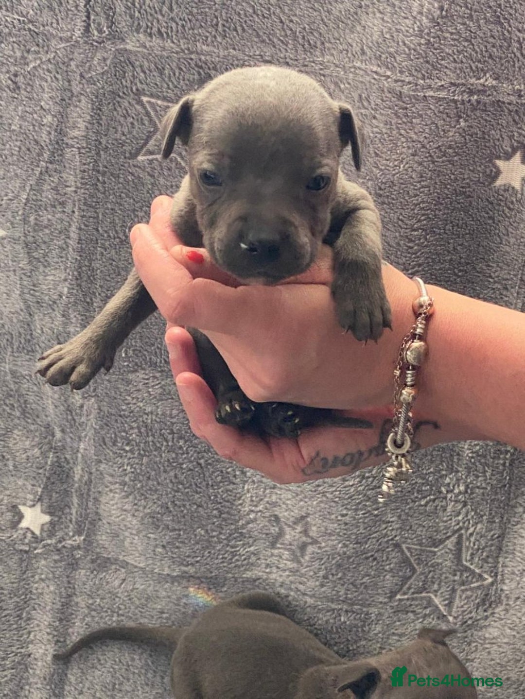 Staffordshire Bull Terrier dogs for sale: Pure breed blue Staffordshire bull terrier - Image 4