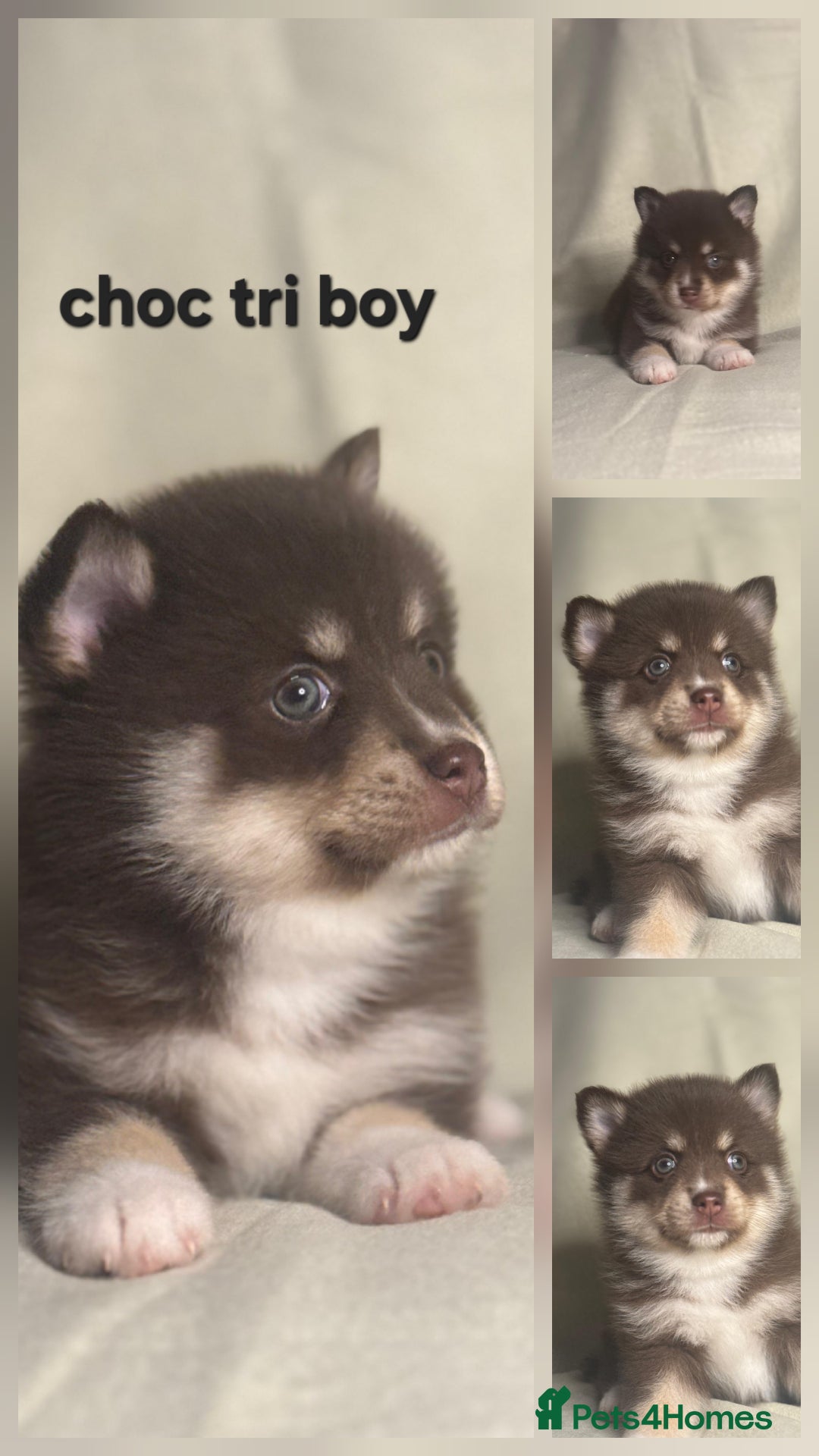 Pomsky dogs for sale: Stunning F4 Pomsky pups  - Image 10