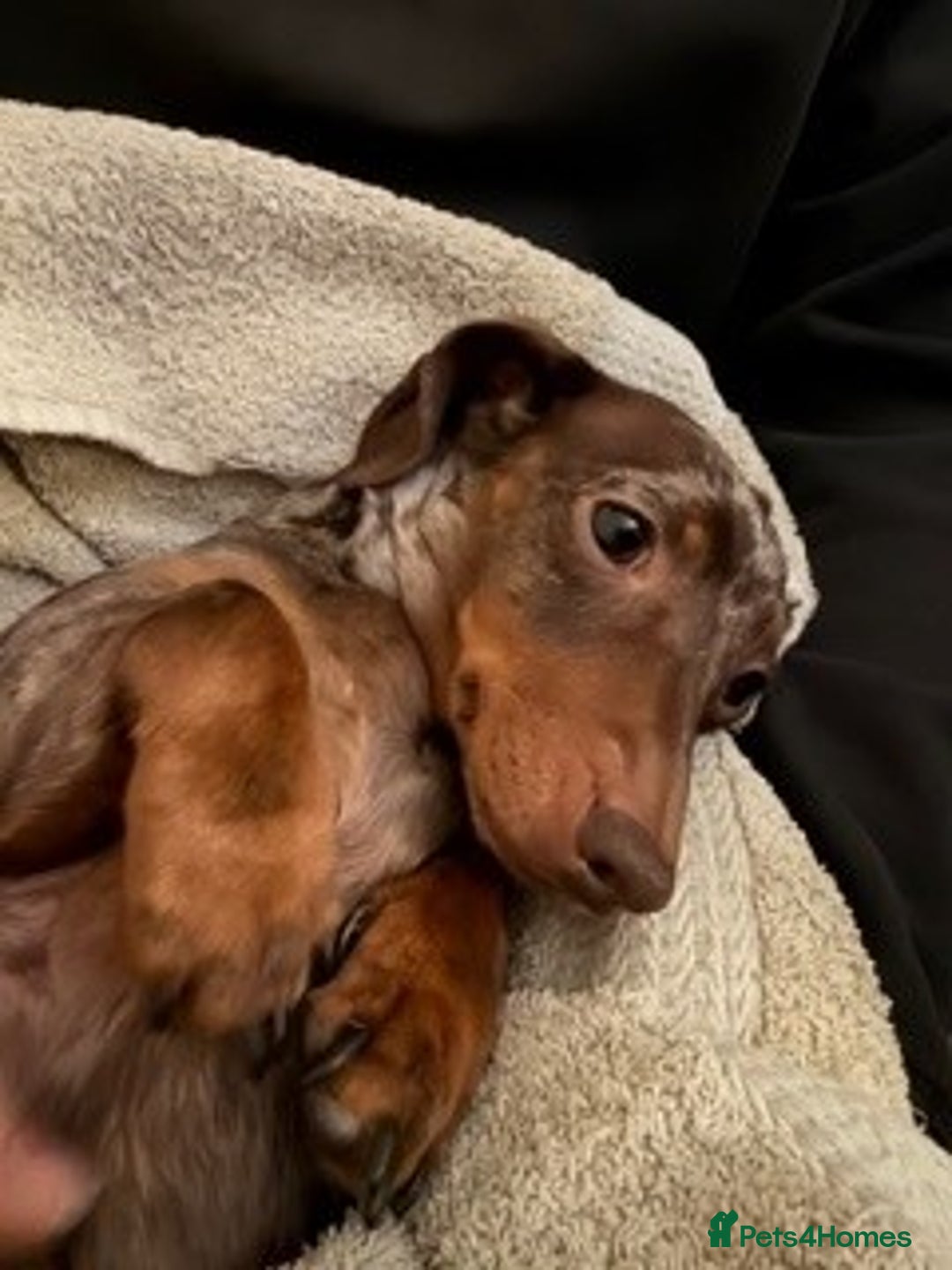 Miniature Dachshund dogs for sale: Chocolate Dapple Female 4 years old - Advert 3
